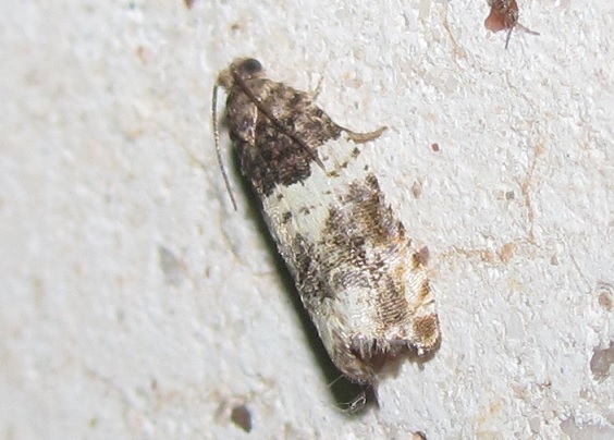 Tortricidae da ID: Gypsonoma dealbana